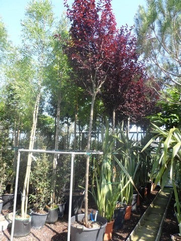  Rode Kerspruim Als Boom (Prunus Cerasifera 'Nigra')