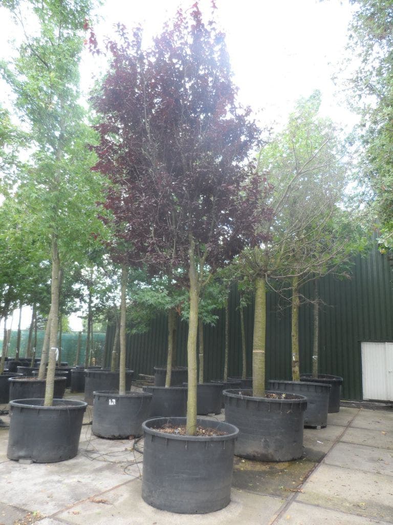  Rode Kerspruim Als Boom (Prunus Cerasifera 'Nigra')