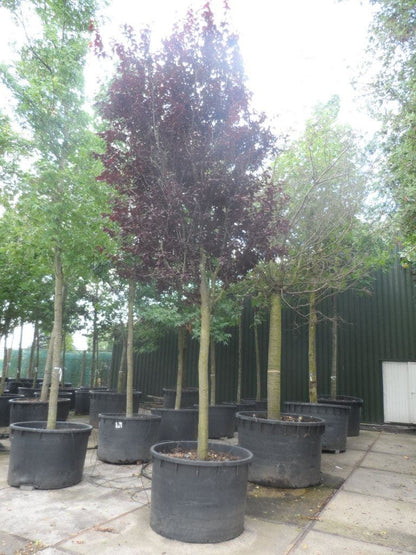  Rode Kerspruim Als Boom (Prunus Cerasifera 'Nigra')