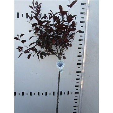  Rode Kerspruim Op Stam (Prunus Cistena)