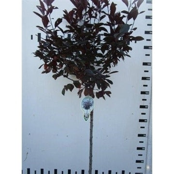  Rode Kerspruim Op Stam (Prunus Cistena)