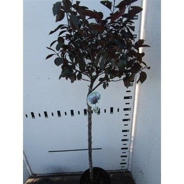  Rode Kerspruim Op Stam (Prunus Cistena)