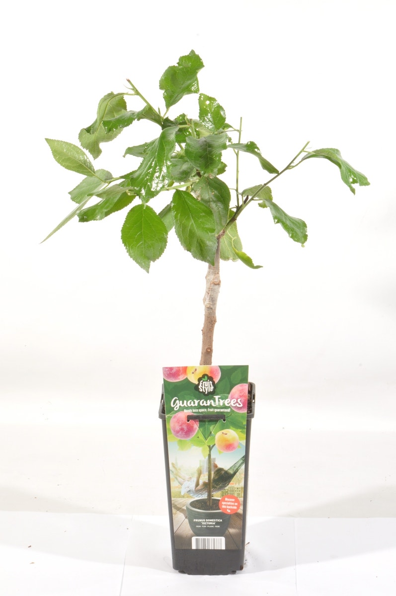  Pruimenboom (Prunus Domestica 'Victoria')