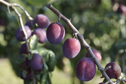  Pruimenboom (Prunus Domestica 'Reine Claude D'Althan')
