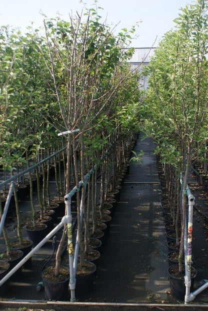  Pruimenboom (Prunus Domestica 'Damson')