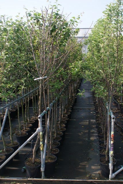  Pruimenboom (Prunus Domestica 'Damson')