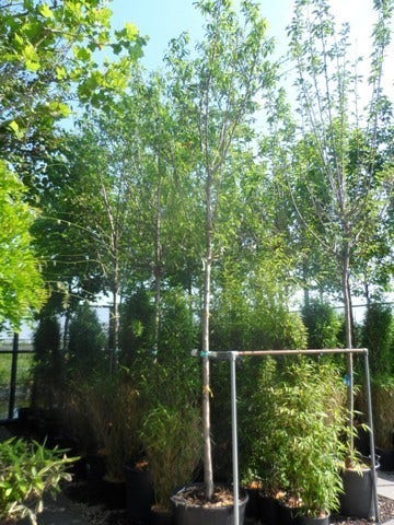  Amandelboom (Prunus Dulcis)