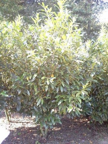  Laurier (Prunus Laurocerasus 'Herbergii')