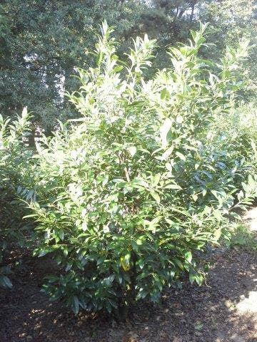  Laurier (Prunus Laurocerasus 'Herbergii')