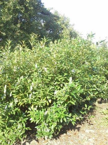  Laurier (Prunus Laurocerasus 'Herbergii')