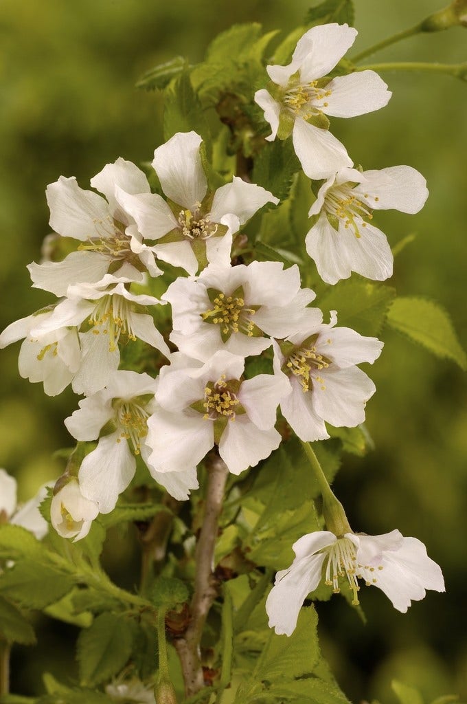  Sierkers (Prunus Incisa 'Kojou-no-mai')