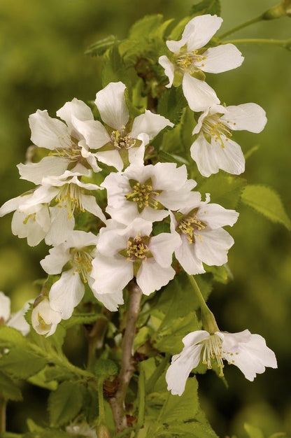  Sierkers (Prunus Incisa 'Kojou-no-mai')