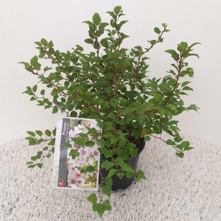  Sierkers (Prunus Incisa 'Kojou-no-mai')