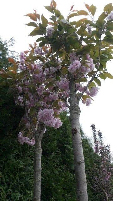  Japanse Sierkers (Prunus Serrulata 'Kanzan')