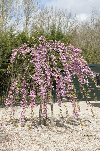  Treursierkers Op Stam (Prunus Serrulata 'Kiku-shidare-zakura')