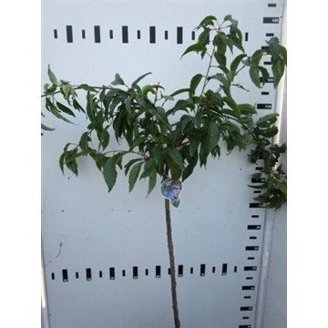  Treursierkers Op Stam (Prunus Serrulata 'Kiku-shidare-zakura')