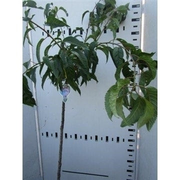  Treursierkers Op Stam (Prunus Serrulata 'Kiku-shidare-zakura')
