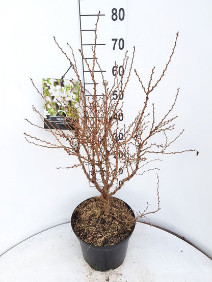  Sierkers (Prunus Incisa 'Kojou-no-mai')