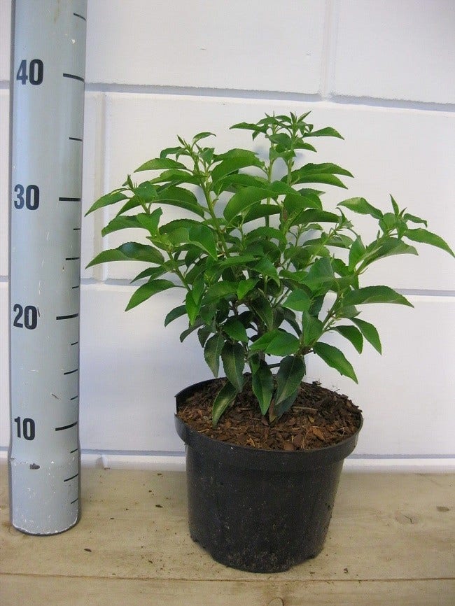  Portugese Laurier (Prunus Lusitanica 'Angustifolia')