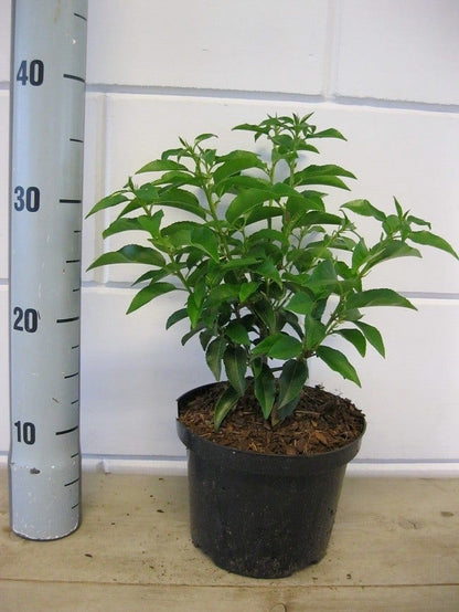  Portugese Laurier (Prunus Lusitanica 'Angustifolia')