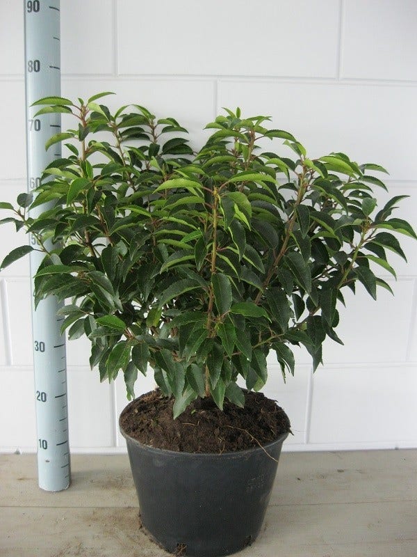  Portugese Laurier (Prunus Lusitanica 'Angustifolia')