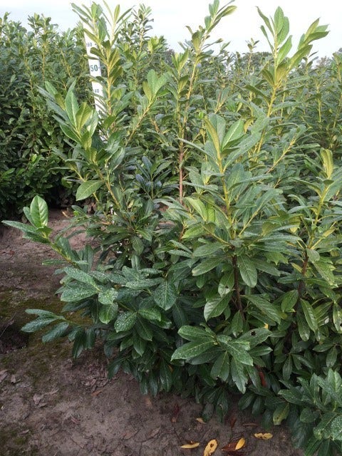  Laurier (Prunus Laurocerasus 'Novita')