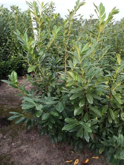  Laurier (Prunus Laurocerasus 'Novita')