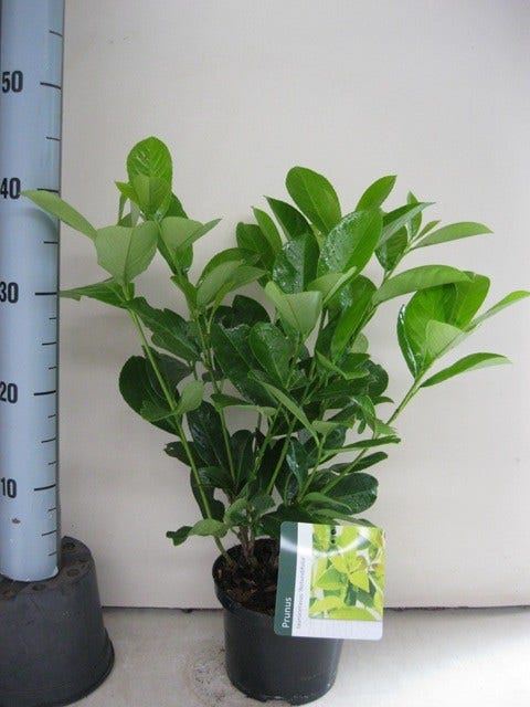  Laurier (Prunus Laurocerasus 'Rotundifolia')