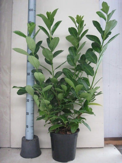  Laurier (Prunus Laurocerasus 'Rotundifolia')