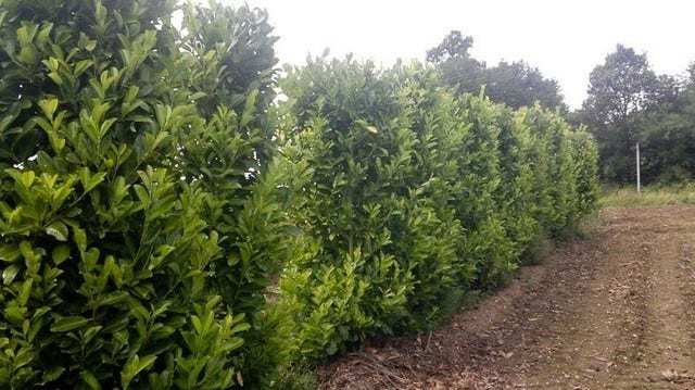  Laurier (Prunus Laurocerasus 'Rotundifolia')