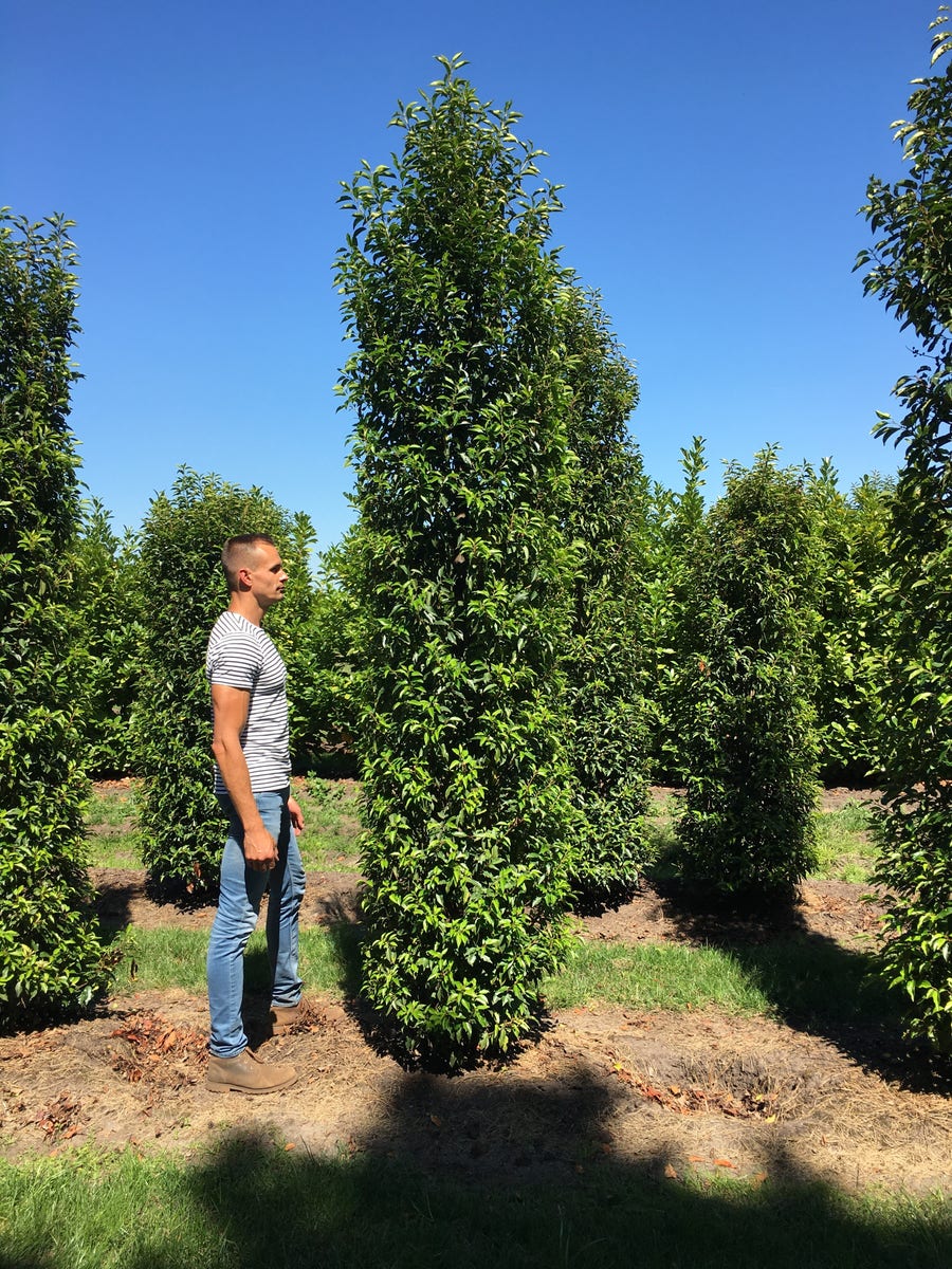  Grote Portugese Laurier (Prunus Lusitanica 'Angustifolia')