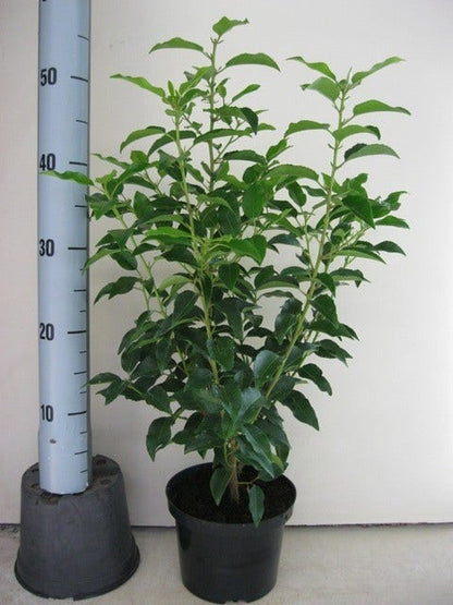  Portugese Laurier (Prunus Lusitanica 'Angustifolia')