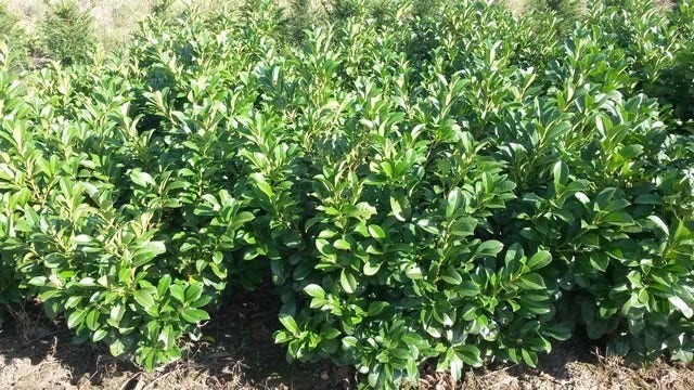  Laurier (Prunus Laurocerasus 'Etna')