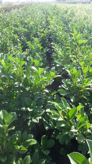  Laurier (Prunus Laurocerasus 'Etna')