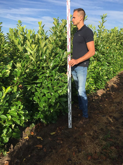  Grote Laurierkers (Prunus Laurocerasus 'Rotundifolia')