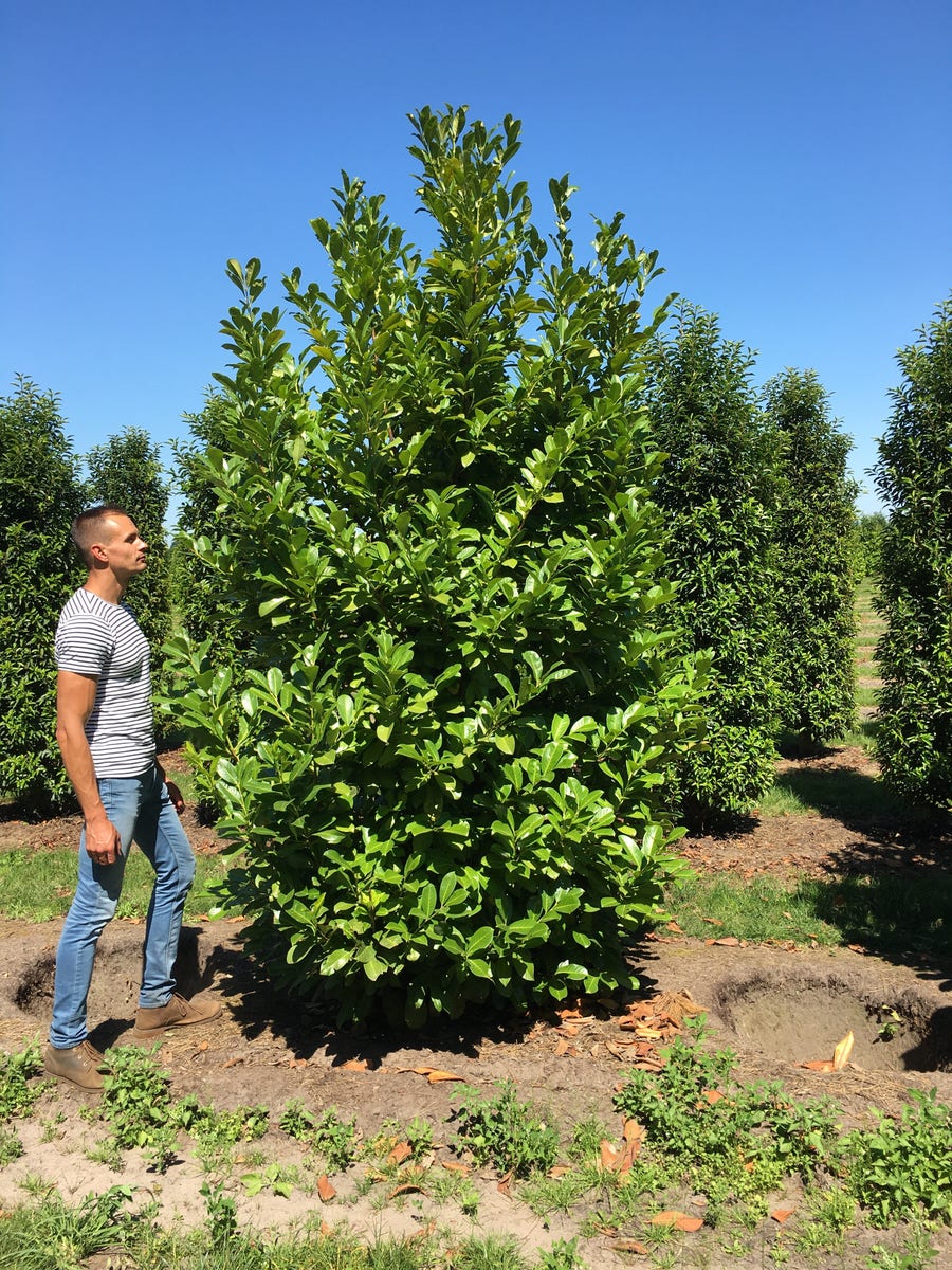  Grote Laurierkers (Prunus Laurocerasus 'Rotundifolia')