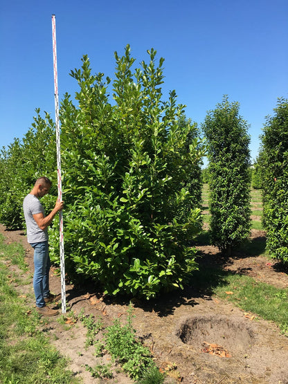  Grote Laurierkers (Prunus Laurocerasus 'Rotundifolia')