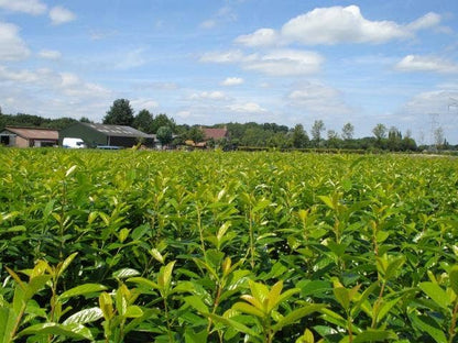  Laurier (Prunus Laurocerasus 'Novita')