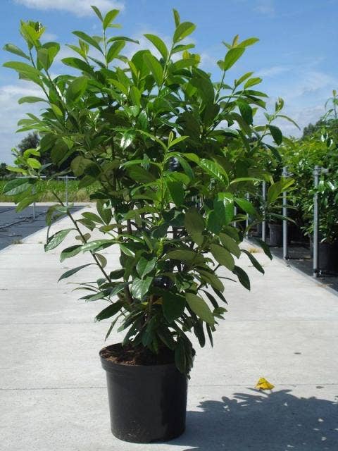  Laurier (Prunus Laurocerasus 'Novita')