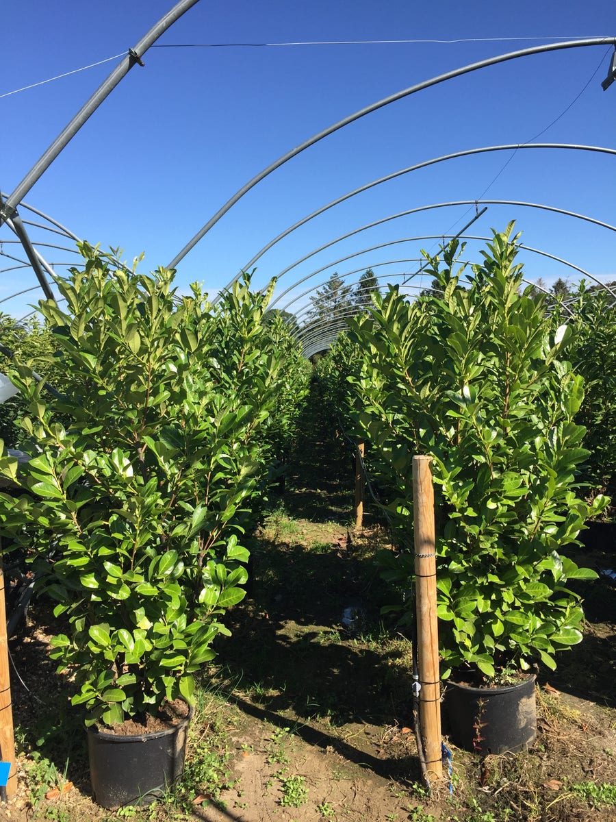  Grote Laurierkers (Prunus Laurocerasus 'Rotundifolia')