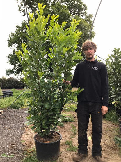  Grote Laurierkers (Prunus Laurocerasus 'Rotundifolia')