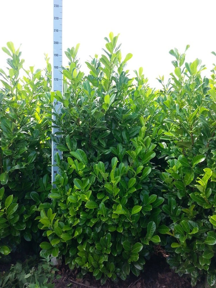  Laurier (Prunus Laurocerasus 'Rotundifolia')