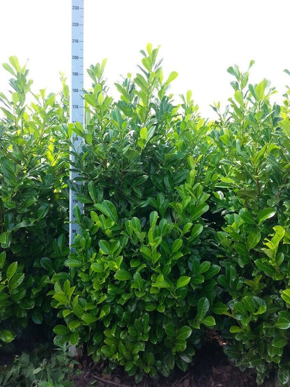  Laurier (Prunus Laurocerasus 'Rotundifolia')