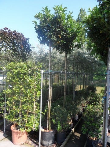  Laurier Als Boom (Prunus Laurocerasus 'Etna')