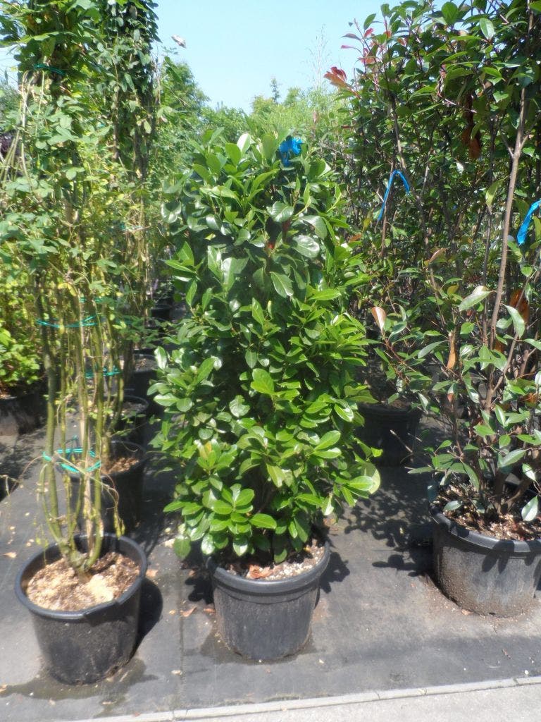  Laurier (Prunus Laurocerasus 'Etna')