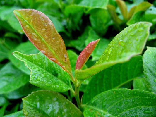  Laurier (Prunus Laurocerasus 'Etna')
