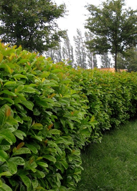  Laurier (Prunus Laurocerasus 'Etna')