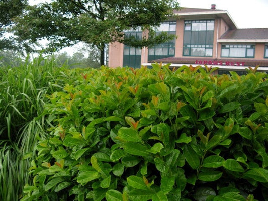  Laurier (Prunus Laurocerasus 'Etna')