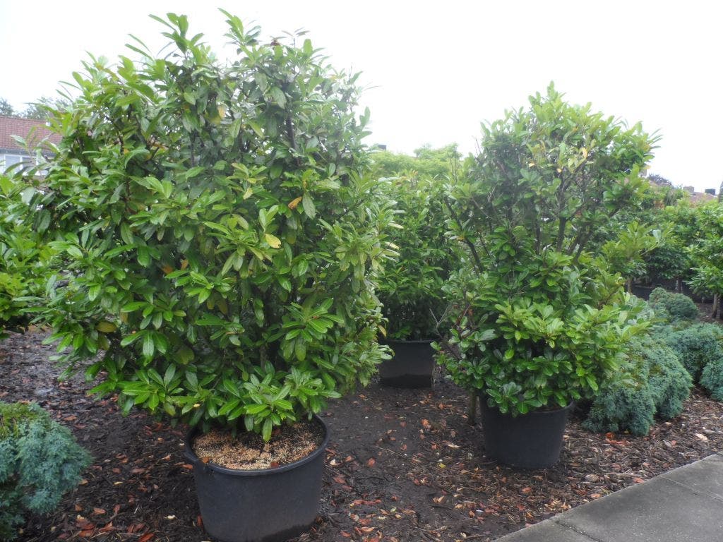  Laurier (Prunus Laurocerasus 'Etna')
