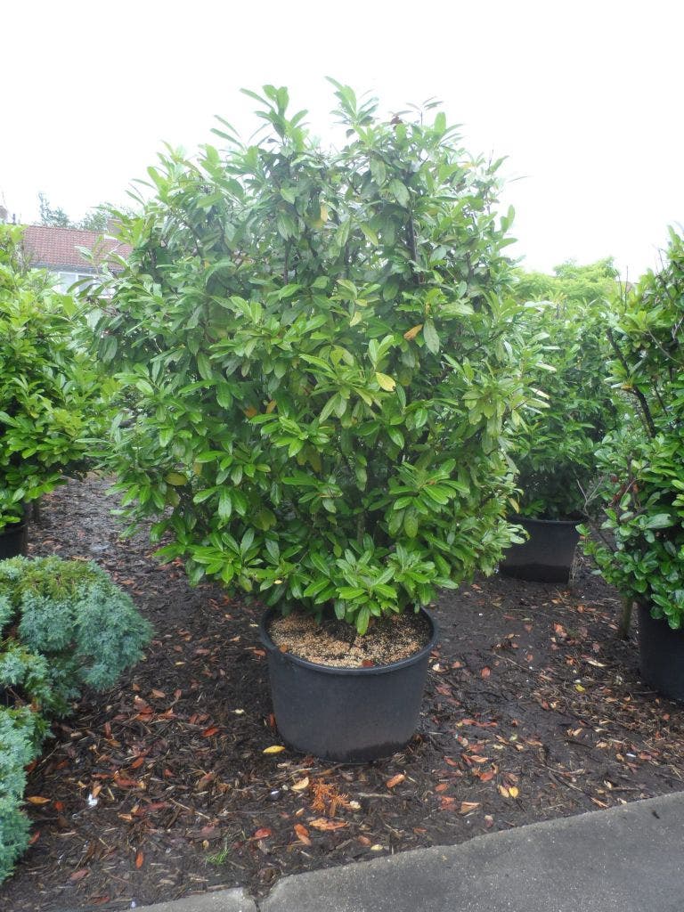  Laurier (Prunus Laurocerasus 'Etna')